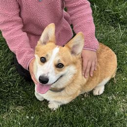 Layla - Pembroke Welsh Corgi