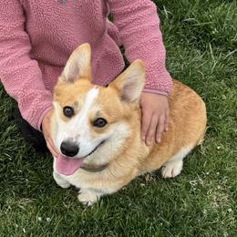 Layla - Pembroke Welsh Corgi