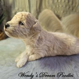 Winnie's Cream Boy - Cream male Poodle puppy in Norman, Indiana from Wendy's Poodles