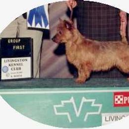 Australian Terrier Puppies from Outbackred Aussies
