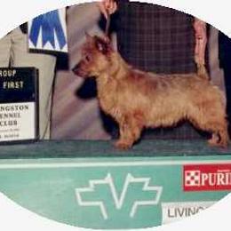 Australian Terrier Puppies from Outbackred Aussies