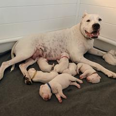 Dogo Argentino puppies from Casa de la Bahia