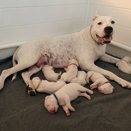 Dogo Argentino puppies from Casa de la Bahia