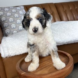Girl 3 (name pending) - Merle female Goldendoodle puppy in Ottawa, Ohio from Simply Beautiful Goldendoodles