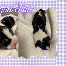 Basset Hound Puppies from Tiny Acre Cattle Co