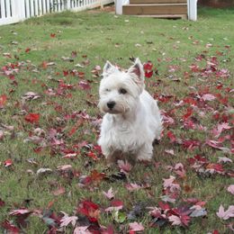West Highland White Terrier Puppies from Kilmartin Westies