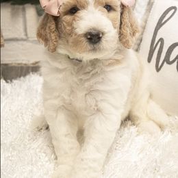 Goldendoodle Puppies from Best Doodles