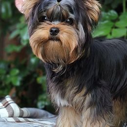 Yorkshire Terriers from Diamond Springs Kennel