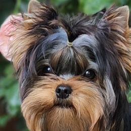 Yorkshire Terriers from Diamond Springs Kennel