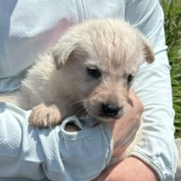 Rapha - White female German Shepherd puppy in Perkasie, Pennsylvania from Twila Ruth Herot