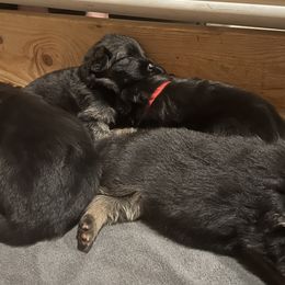 German Shepherd Puppies from McGarry German Shepherds