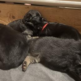 German Shepherd Puppies from McGarry German Shepherds