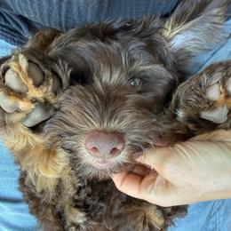 Spruce - Red male Aussiedoodle puppy in Chattanooga, Tennessee from Leafy Acre Mini Farm