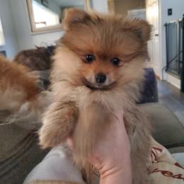 Jolene - Orange sable female Pomeranian puppy in Saint Charles, Missouri from Bisous Pomeranians & Heartland Sh