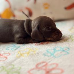 AKC Male 2600 - Chocolate and tan male Dachshund puppy in Summerville, South Carolina from Funk's Four-Legged Friends