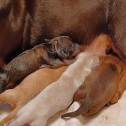 Jo (Clear red) - Red female Dachshund puppy in Frankfort, Kentucky from Gigi's Dachshunds
