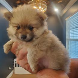 Dolly - Cream sable female Pomeranian puppy in Saint Charles, Missouri from Bisous Pomeranians & Heartland Sh