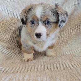Emily - Blue female Companion Cross puppy in Americus, Kansas from Kandi's Pups