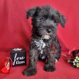 Titan - Black male Miniature Schnauzer puppy in Fairhope, Alabama from Puppy Sugars Kennels