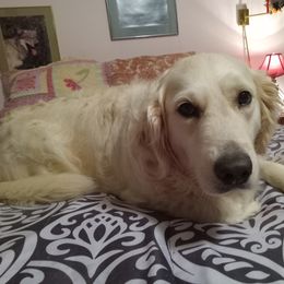 Margo - Golden Retriever