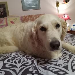 Margo - Golden Retriever