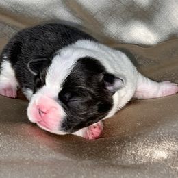 Boy 1 - Blue male Boston Terrier puppy in Coopertown, Tennessee from Toon’s Boston Terriers
