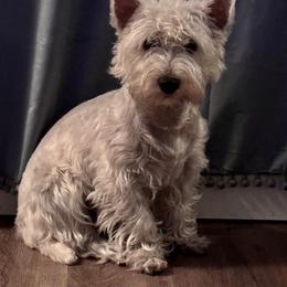 Padme' - West Highland White Terrier