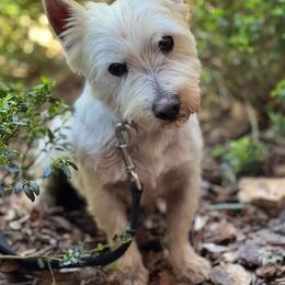 Lance - West Highland White Terrier