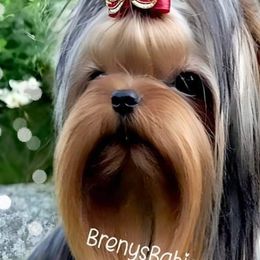 Shih Tzus and Yorkshire Terriers from Brenys Babies