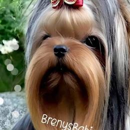 Shih Tzus and Yorkshire Terriers from Brenys Babies