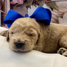 Mandevilla - Cream male Goldendoodle puppy in The Woodlands, Texas from Gracie's Goldendoodles and Bernedoodles