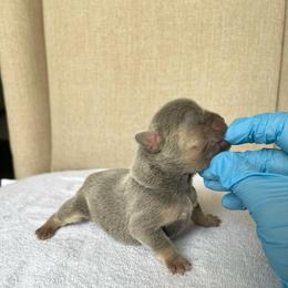 Pink boy - Black and tan male French Bulldog puppy in Dawsonville, Georgia from Baros Kennel