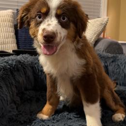 Sassy - Red tri female Miniature Australian Shepherd puppy in Dallas, Waco, And Tyler, Texas from Beulah Aussie Farms Texas
