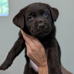 Mahogany - Chocolate female Labrador Retriever puppy in Lithonia, Georgia from Marmolejos Labs