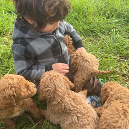 Goldendoodle and Golden Retriever Puppies from BloomingPuppies