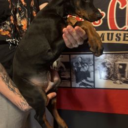 Doberman Pinscher Puppies from JODY'S DOBiES