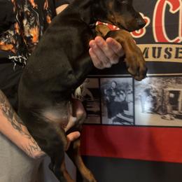 Doberman Pinscher Puppies from JODY'S DOBiES