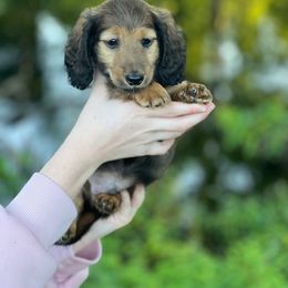 Dachshund Puppies from Wyches Bayou Dachshunds