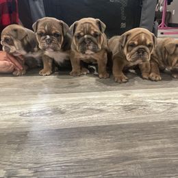 Bulldog Puppies from Kristina's Bulldogs