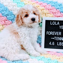 Girl 4 - Bernedoodle puppy in Ohio from Mini Doodle Buddies