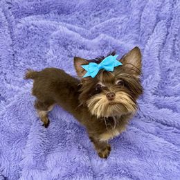 King Woody - Yorkshire Terrier