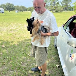 Yorkshire Terrier Puppies from Jackie Jenny’s Precious Yorkies