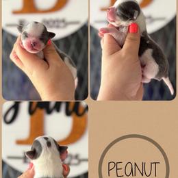 Peanut - Blue and white male Chihuahua puppy in Harrison, Michigan from Cloud9 Chihuahuas