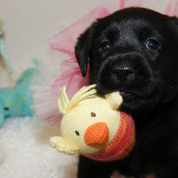 Golden Retrievers and Labrador Retrievers from Abels Envy Retrievers