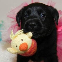 Golden Retrievers and Labrador Retrievers from Abels Envy Retrievers