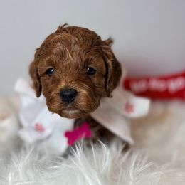 Angel - Red and white female Cockapoo puppy in Denver, Pennsylvania from Greenview Puppies