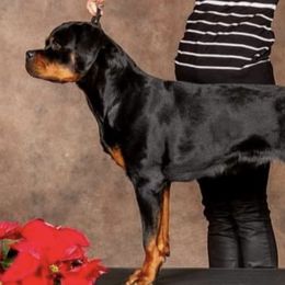Rottweilers from Razen K9s
