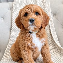 Cavapoo puppies from Magic Valley Family Doodles