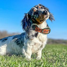 Dachshunds from Lucky B Dachshund