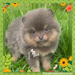 Pika - Blue and tan female Pomeranian puppy in Eatonville, Washington from Foxy Forest Poms